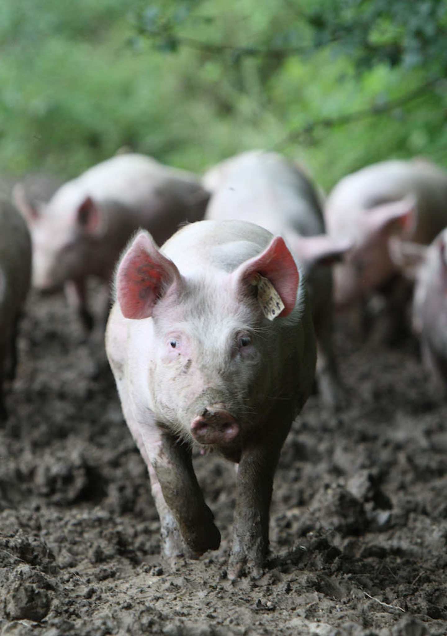 14.-Maiali---Pigs