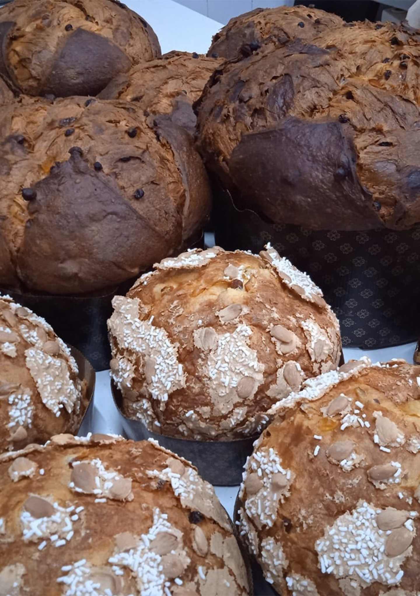 panettoni