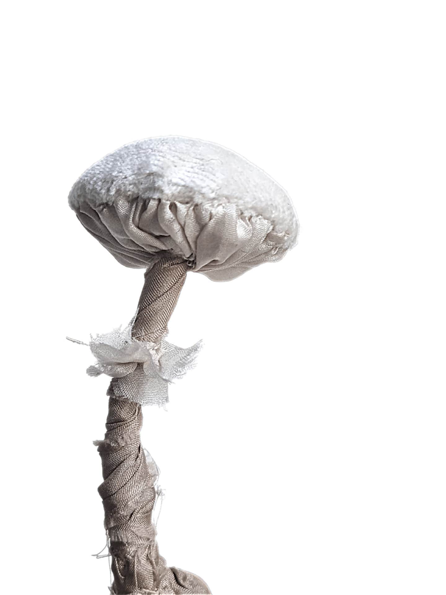 UPA1