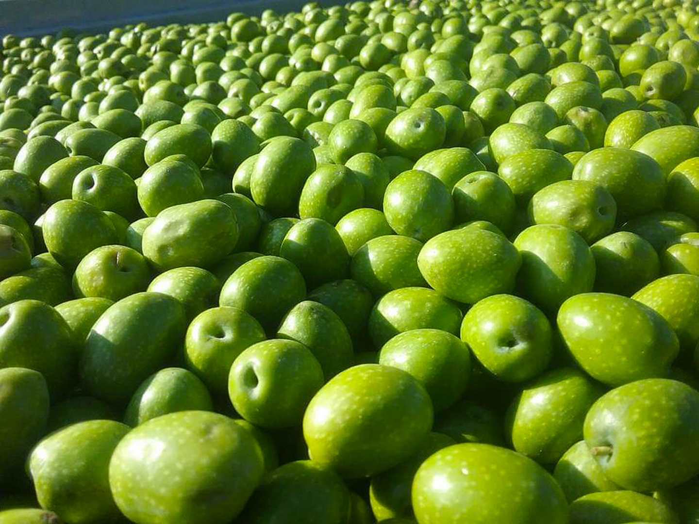 2OLIVE