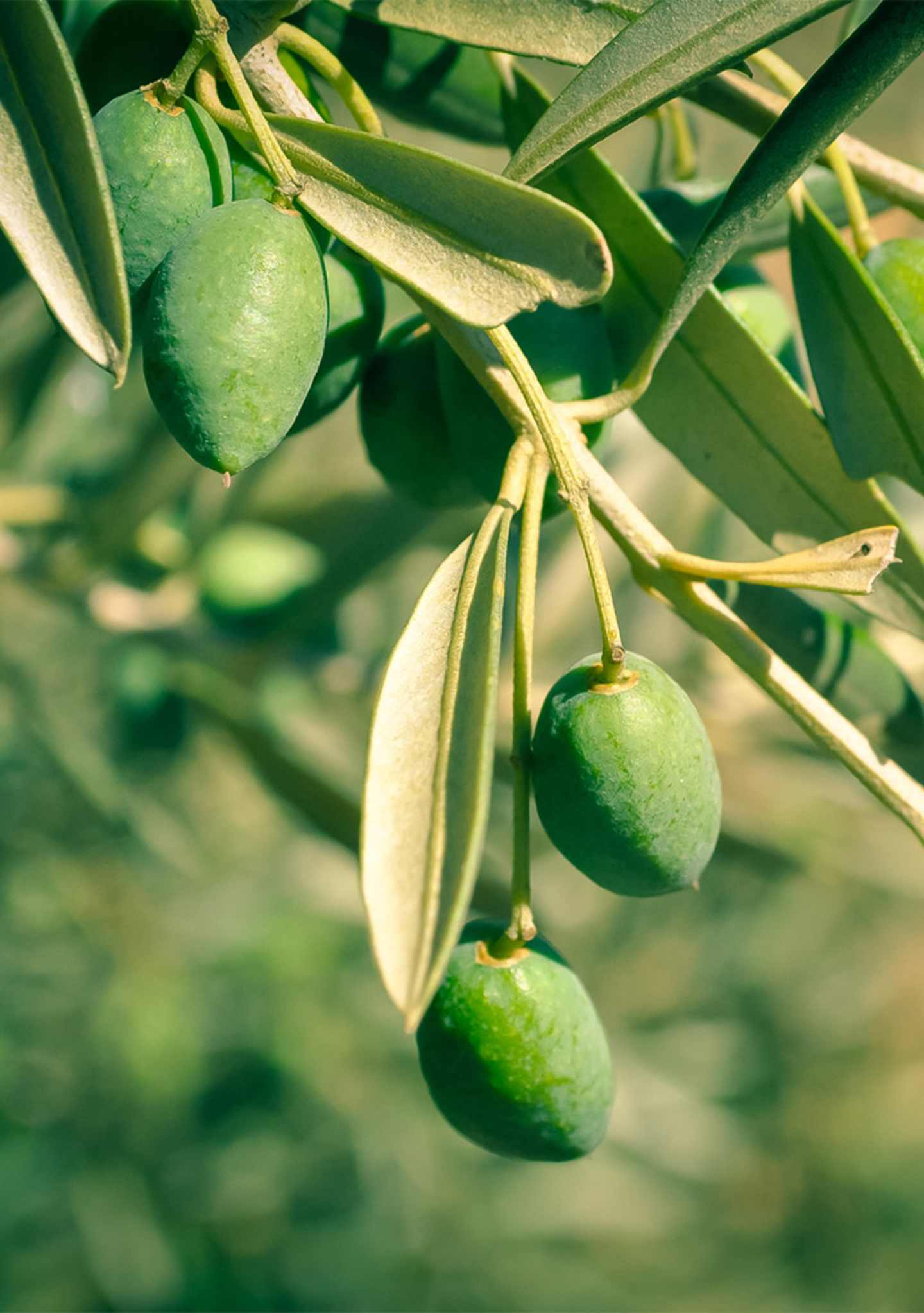 olive-tree