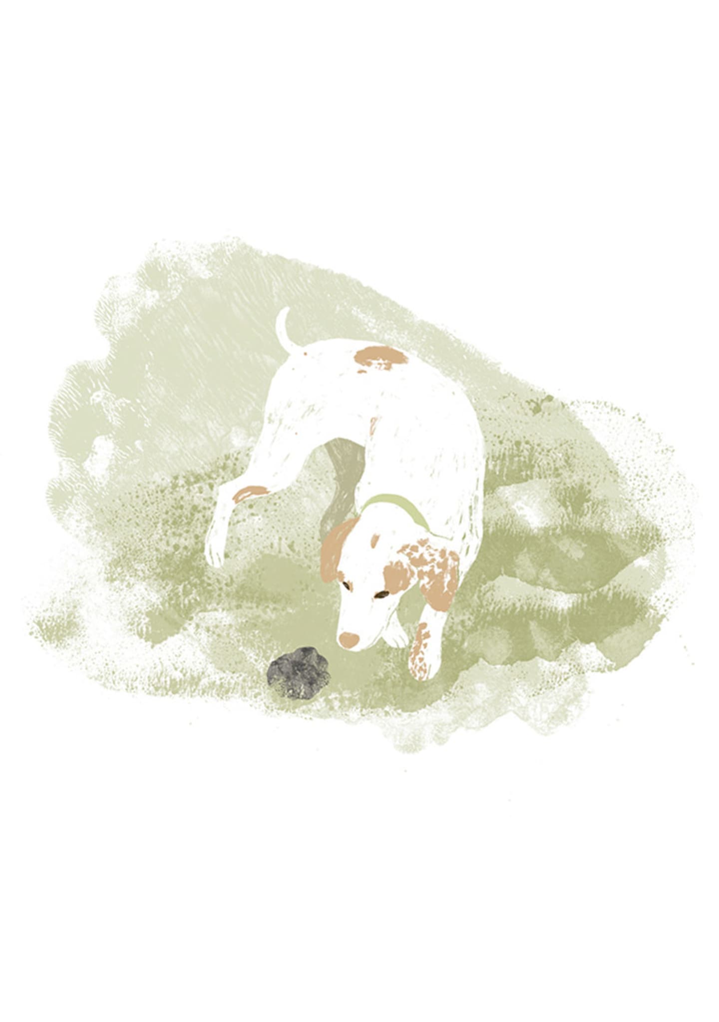 CANE