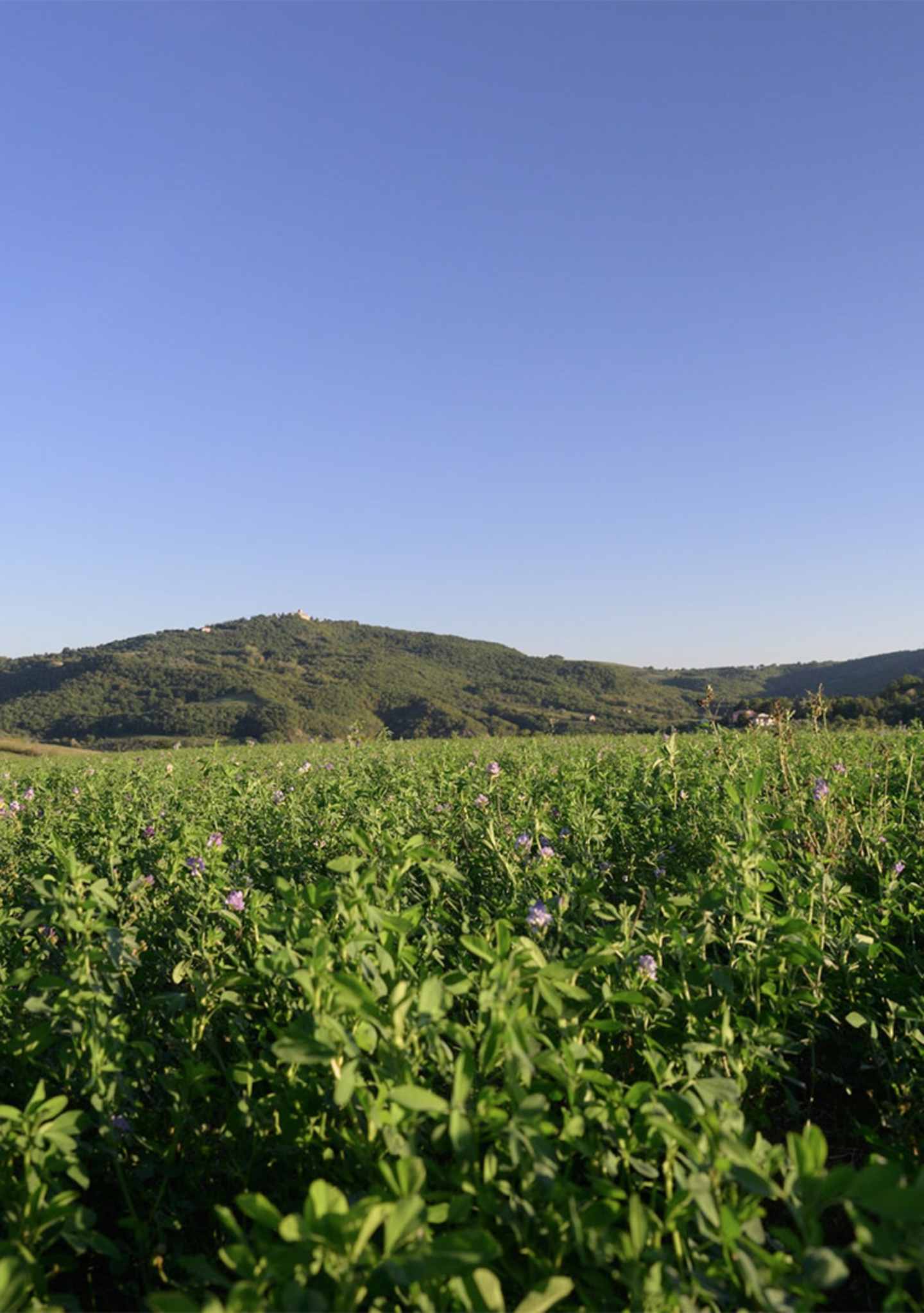 Gustiamo_045