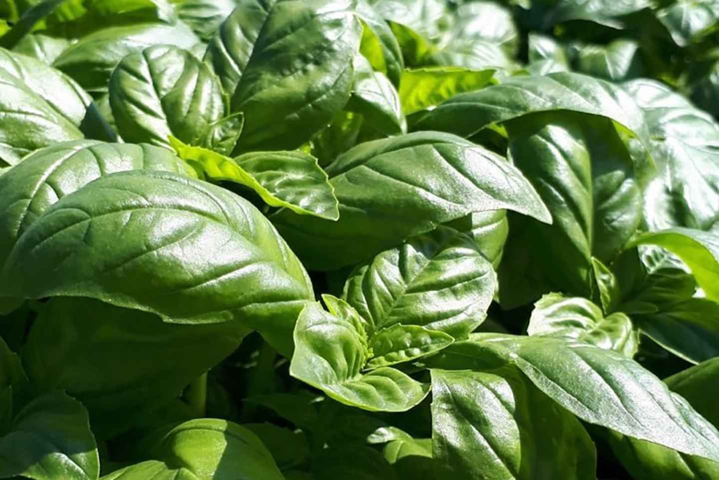 foto-basil