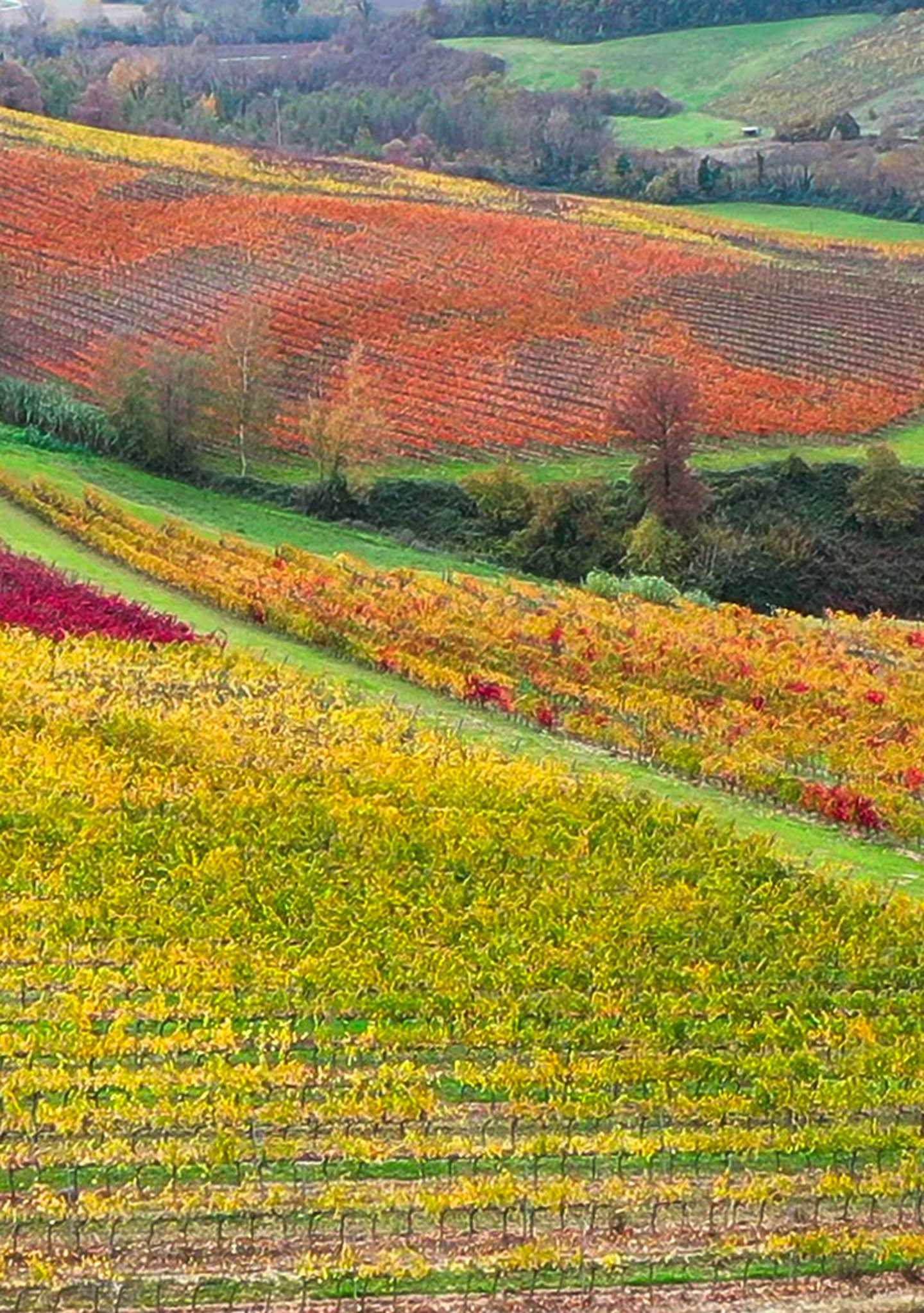 PANORAMICA-VIGNE-1