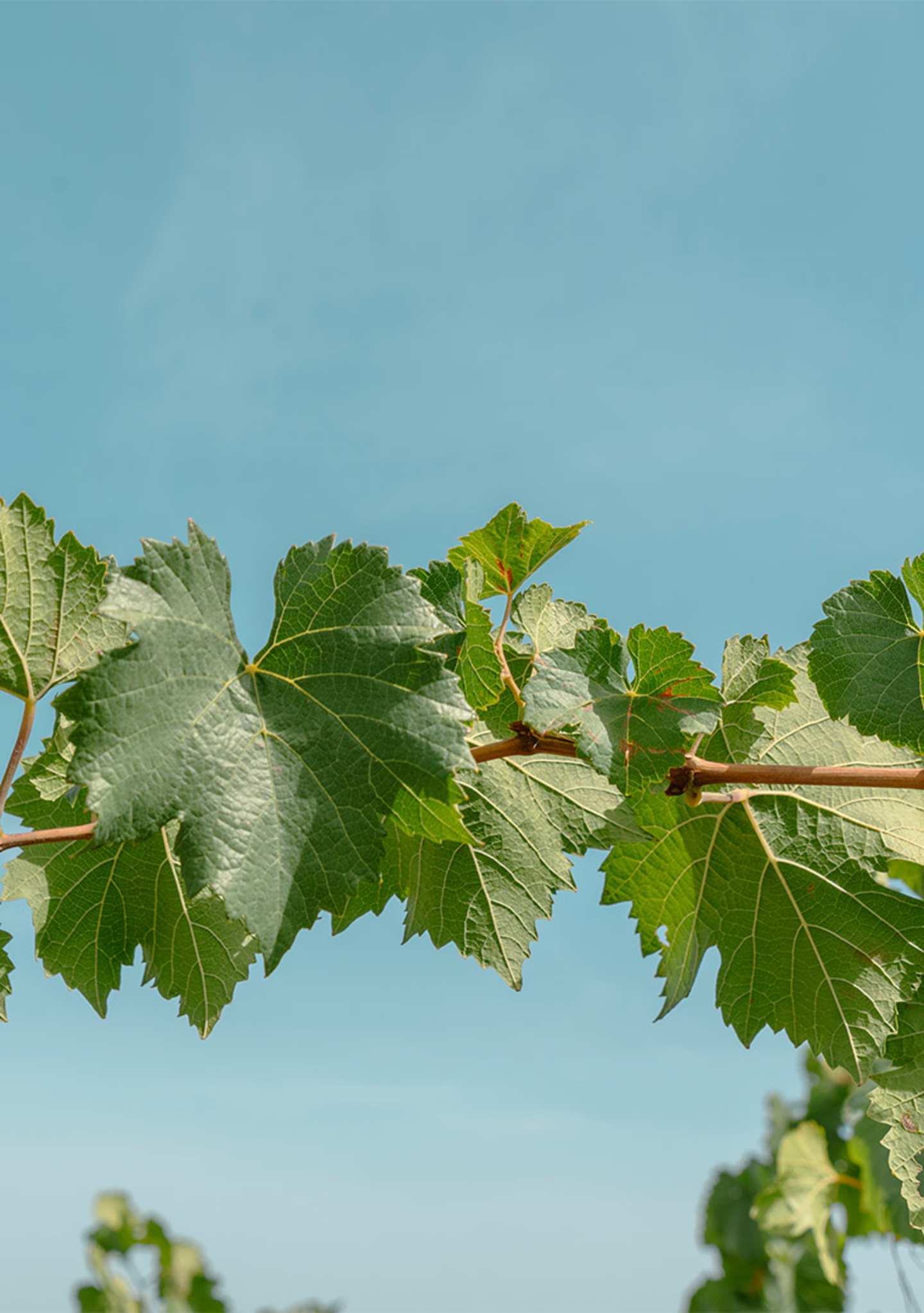 Vignuolo__DSC4424