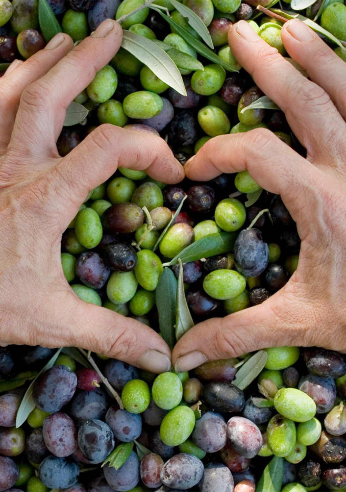 health-benefits-olive-oil-section