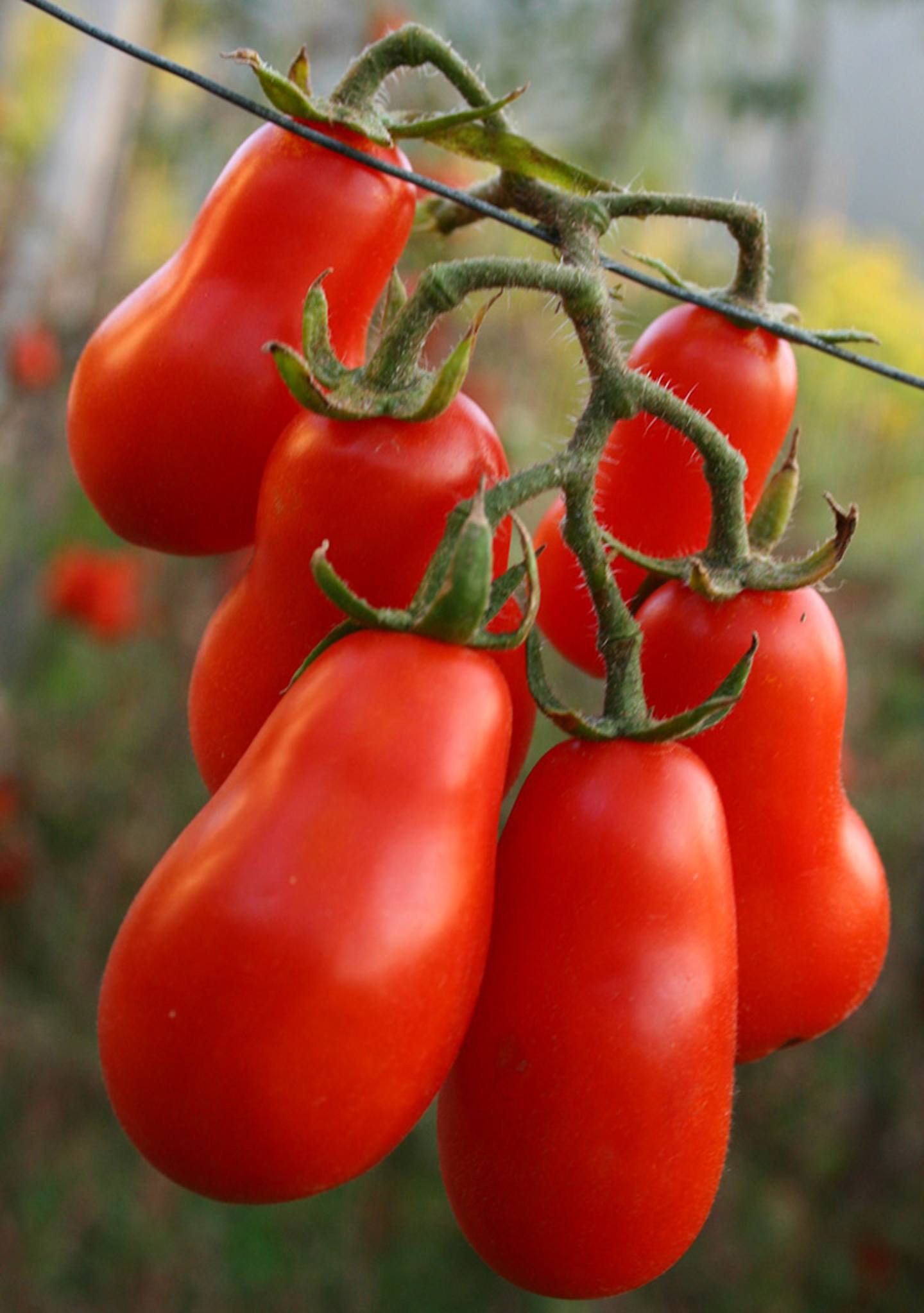 SCHIOCC