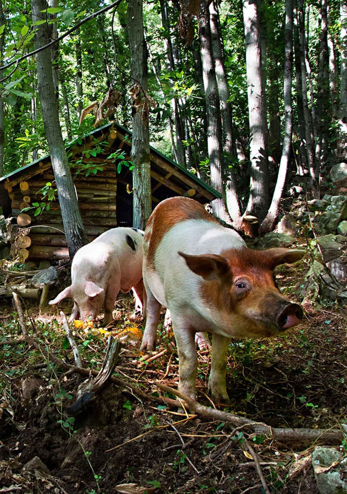 Pigs_01