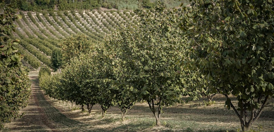 herobanner_CORILU_T16