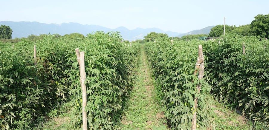 herobanner_ECCELLENZENOLANE_T16