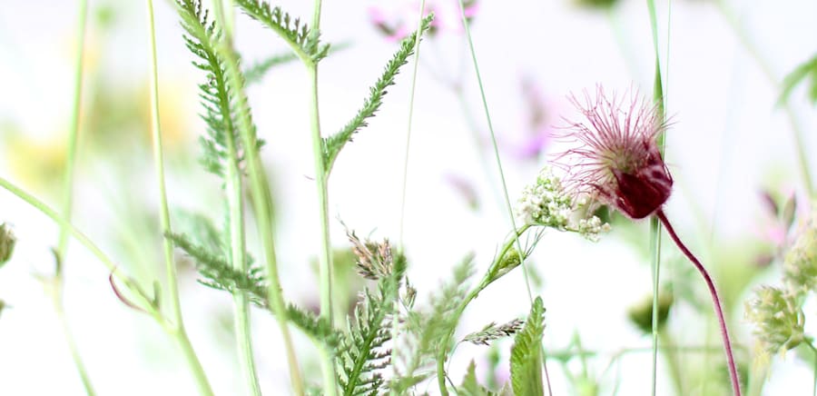 herobanner_ANTICHEESSENZE_T16