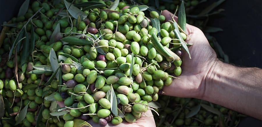 herobanner_OLIOINTINI_T16