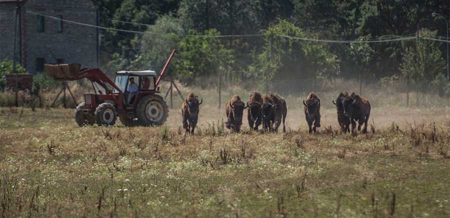 herobanner_MASSIMILIANOGATTICARNIPREGIATE_T16