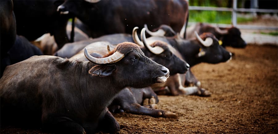 herobanner_BARLOTTI_T16