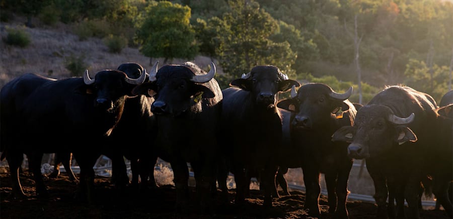 herobanner_LAMAREMMANA_T17