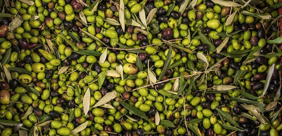 herobanner_FATTORIADIMAIANO_T17