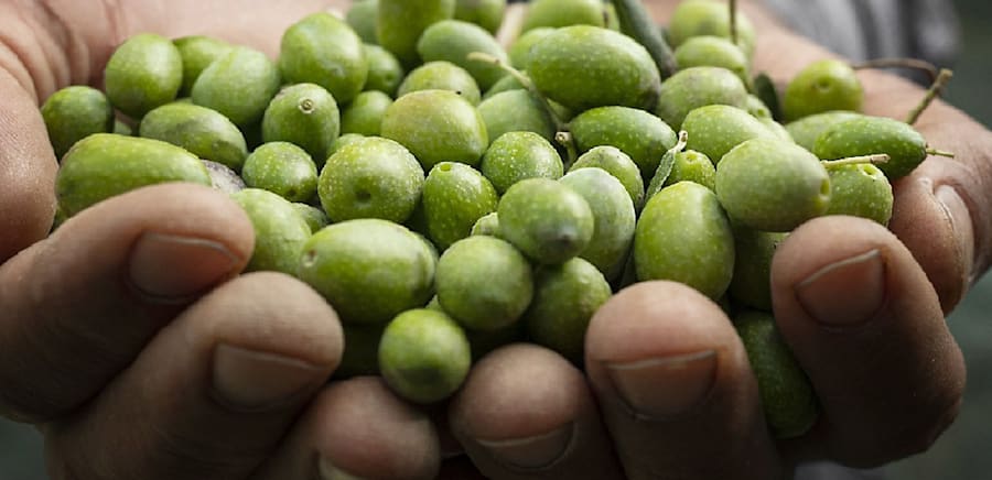 herobanner_FONTEDIFOIANO_T17