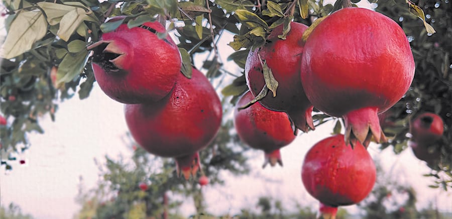 herobanner_AZAGRBARBAROSSA_T17