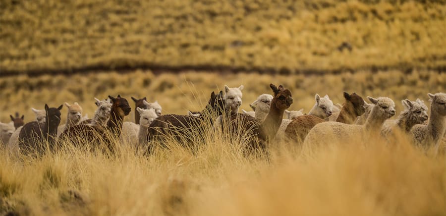 herobanner_INCATOPS_F95