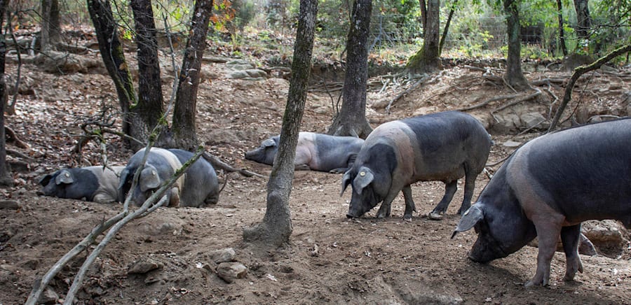 herobanner_SALUMIFICIOPATRONE_T18