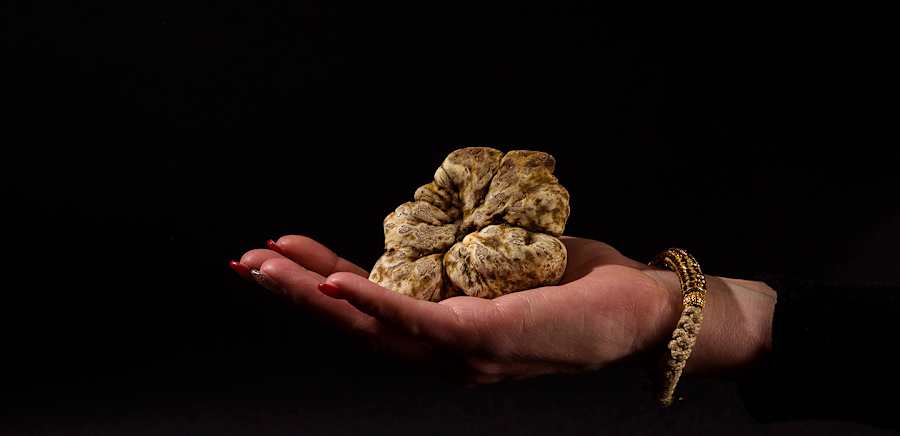 herobanner_LACERQUATARTUFI_T18