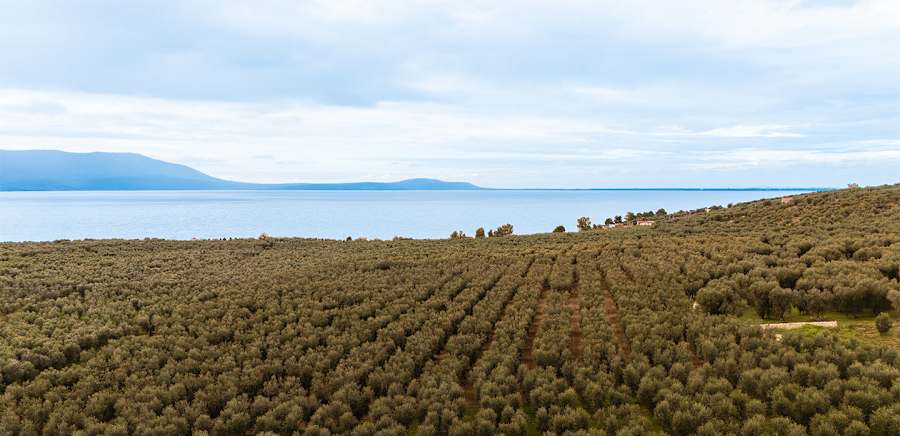 herobanner_OILIVIS_T18