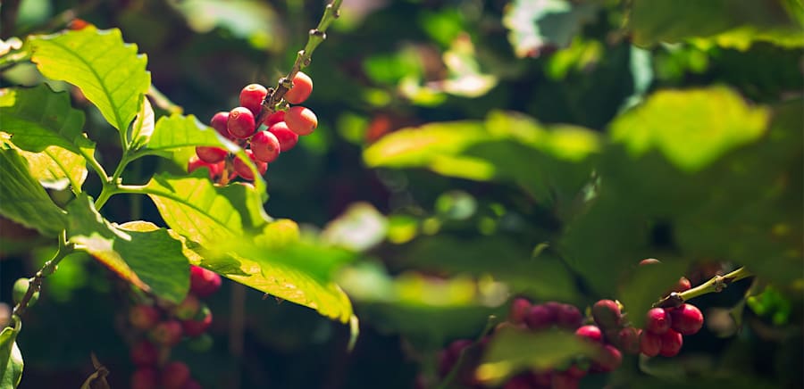 herobanner_CAFFEMORETTINO_T18