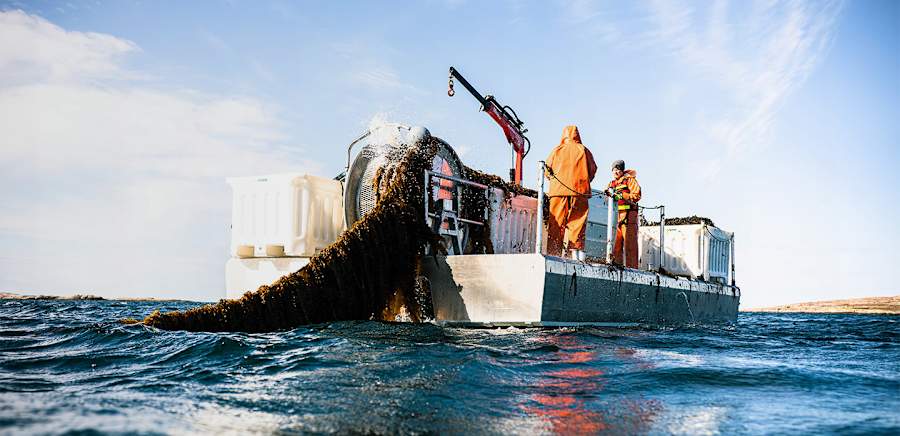 herobanner_KELPEATOCEANHEALTHYBITES_T18