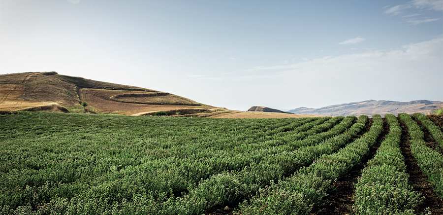 herobanner_AGRICOLAFILIPPONE_T18