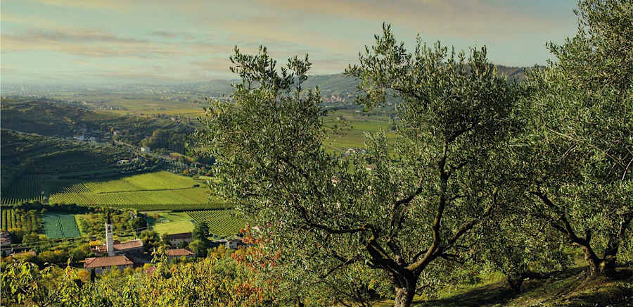 herobanner_PERNIGO_T18