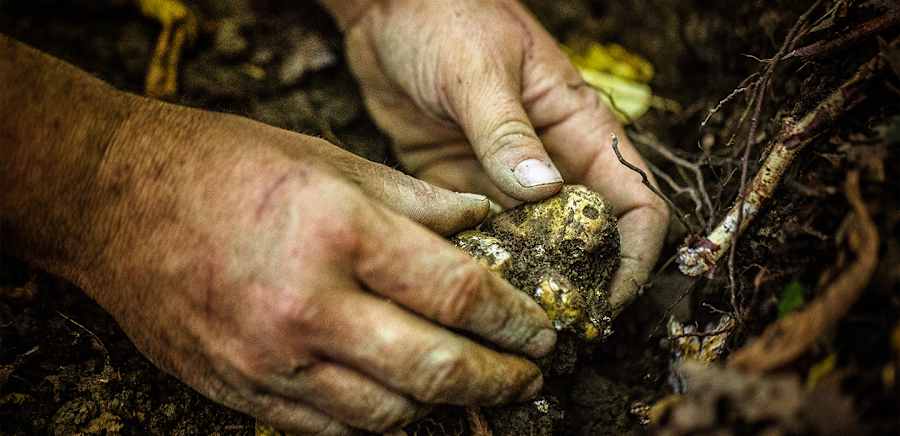 herobanner_LACERCA_T15