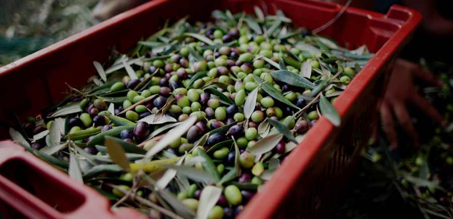 herobanner_OLIOROI_T18