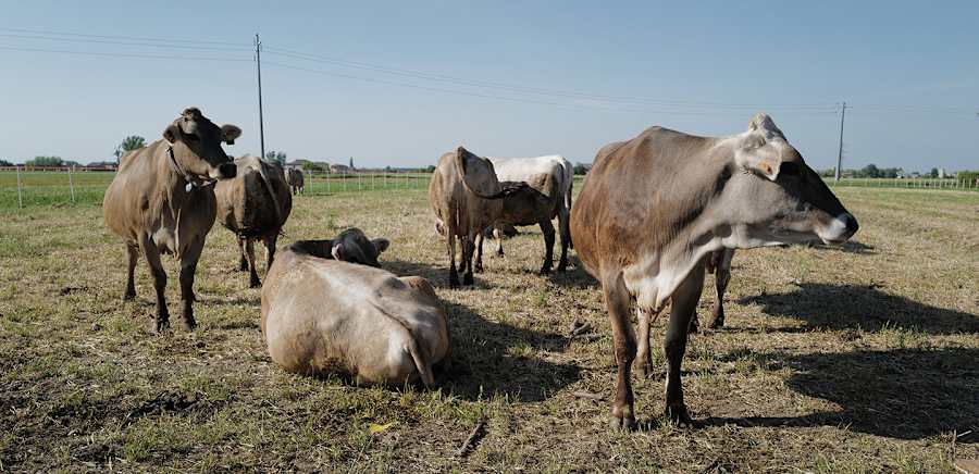 herobanner_VALSERENAPARMIGIANOREGGIANOSOLODIBRUNA_T18