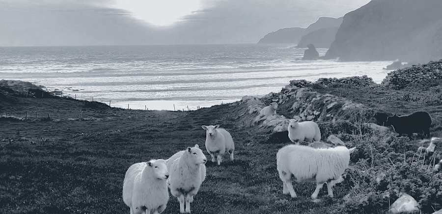herobanner_DONEGALYARNS_F97
