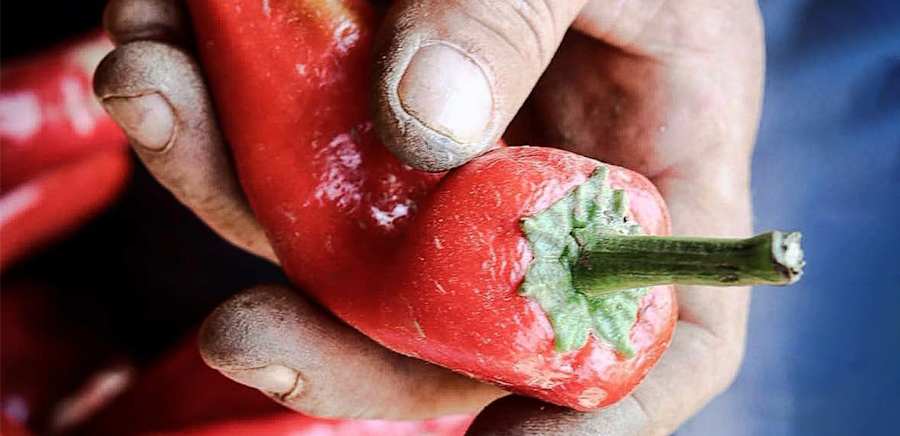 herobanner_MABMASSERIAAGRICOLABUONGIORNO_T19