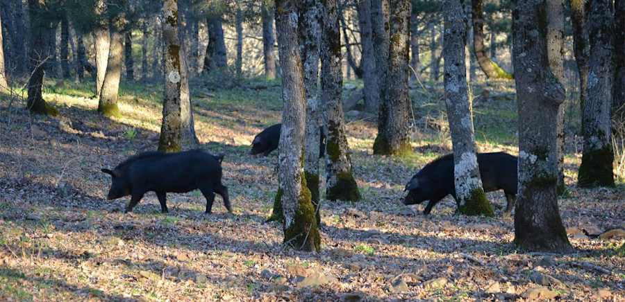 herobanner_NEBRODINERO_T19