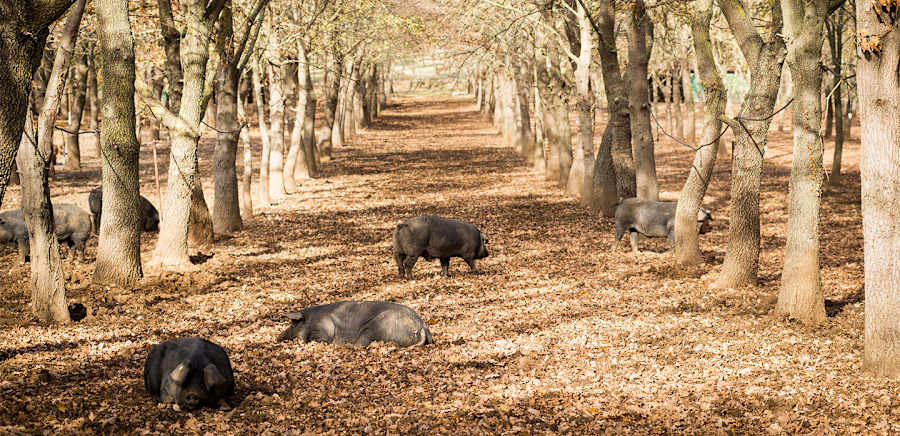 herobanner_COSTANTINISLOW_T19