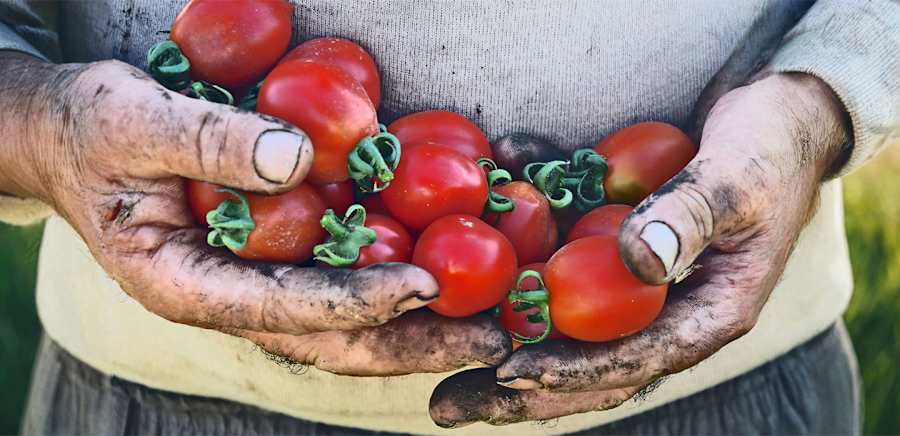 herobanner_TERRAVIVAAZIENDAAGRICOLA_T19