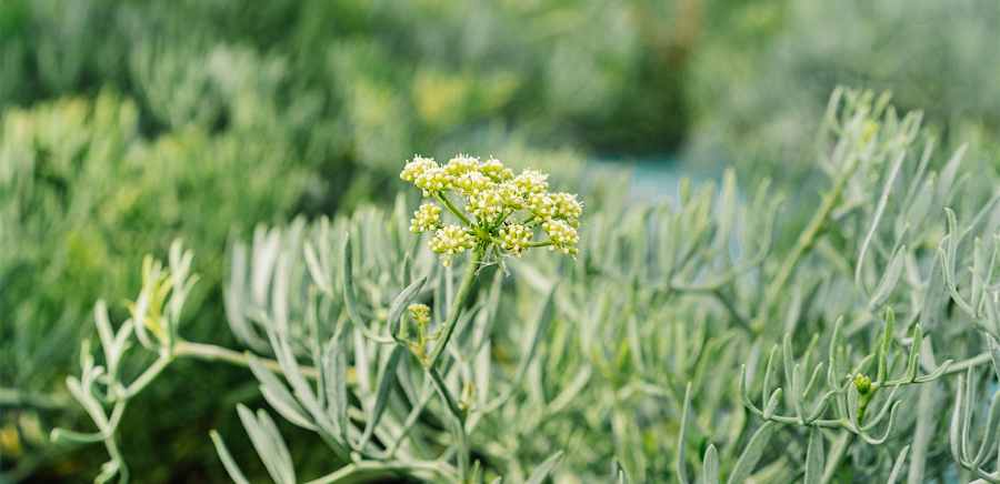 herobanner_RINCI_T19