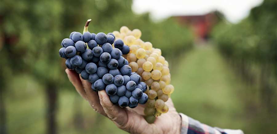 herobanner_ACETOMODENASOCIETAAGRICOLA_T19