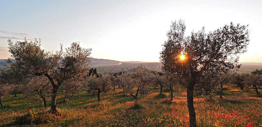 herobanner_AZAGRVIOLA_T19