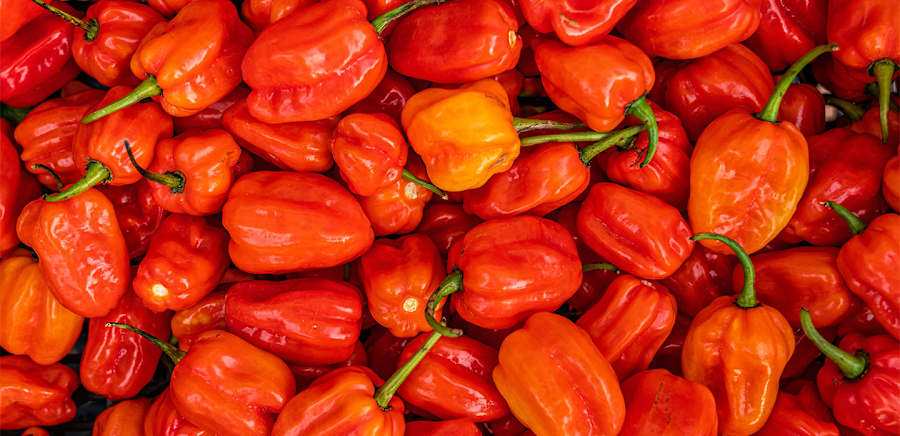 herobanner_PEPERITA_T19