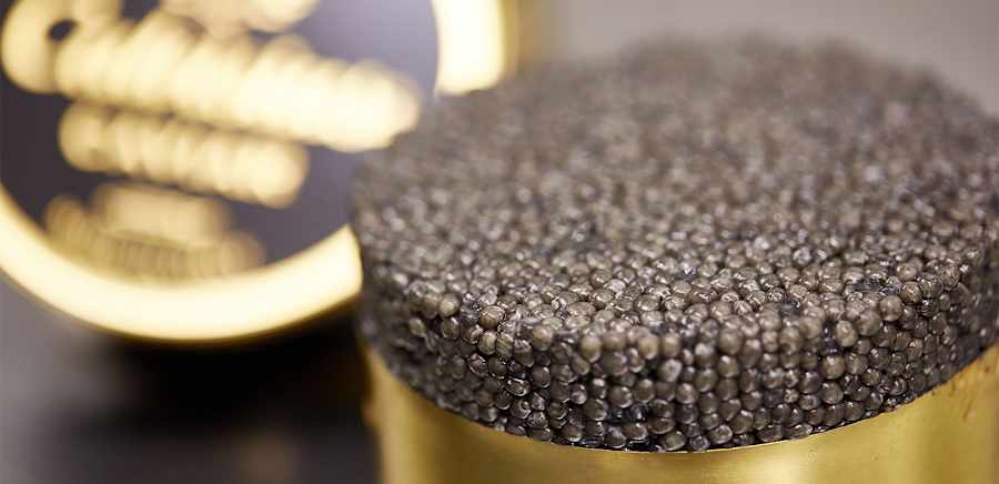 herobanner_CALVISIUSCAVIAR_T19