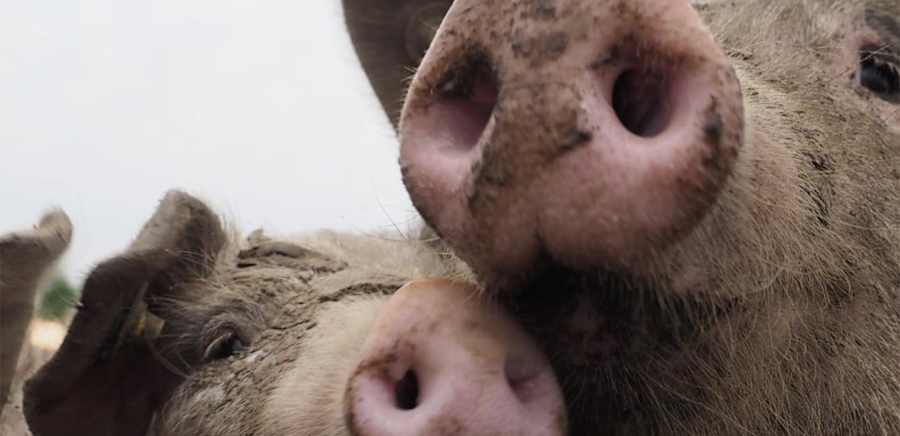 herobanner_COUNTRYPIGAZAGRICOLA_T19