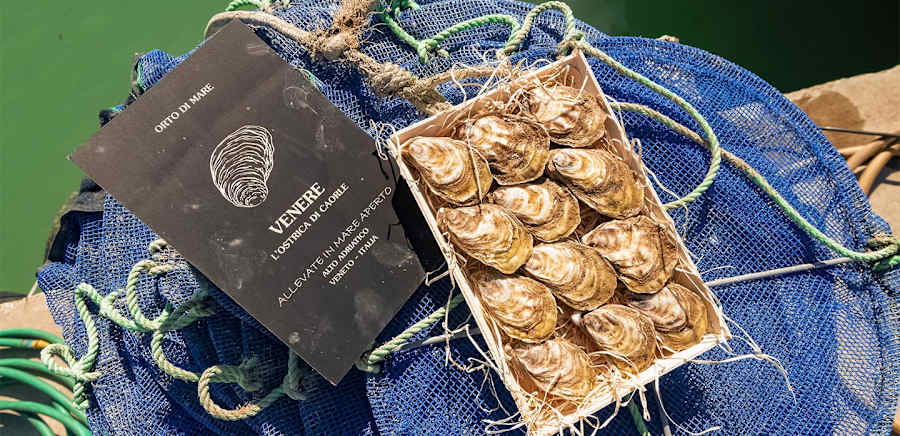 herobanner_OSTRICAVENERE_T19