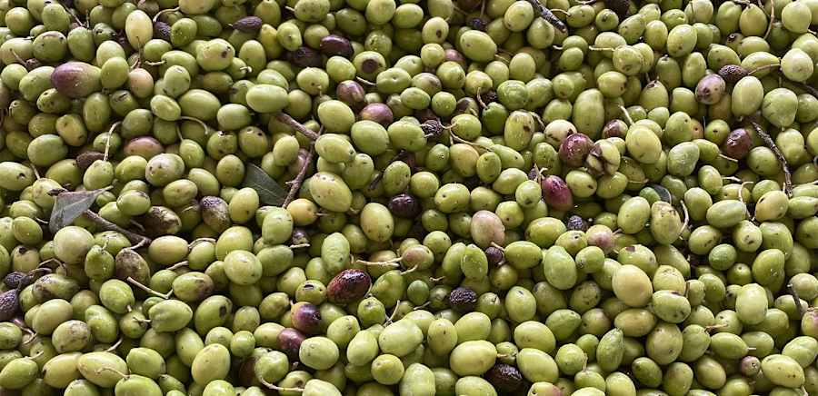 herobanner_OLIOPINNA_T19