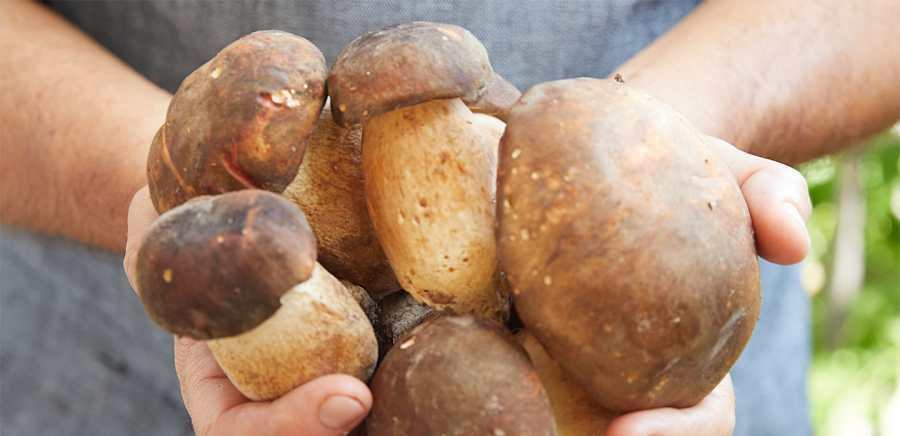 herobanner_OLIVERI_T17