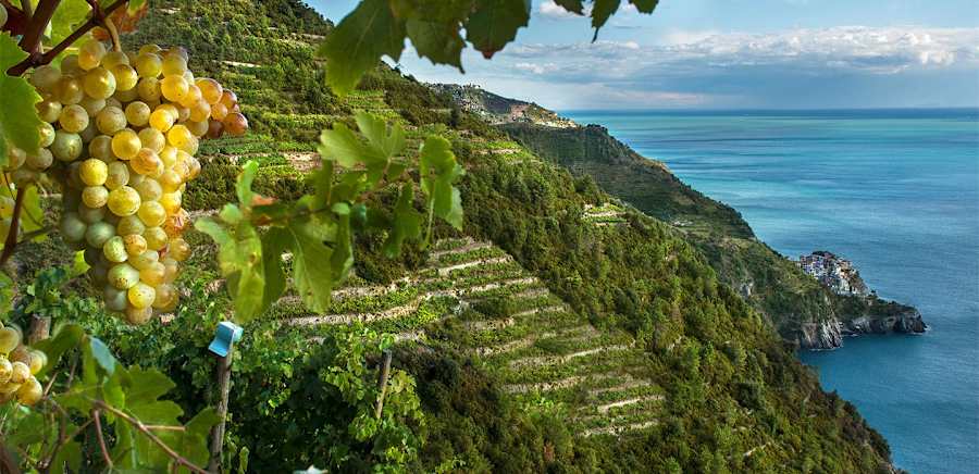 herobanner_CANTINASASSARINI_T19