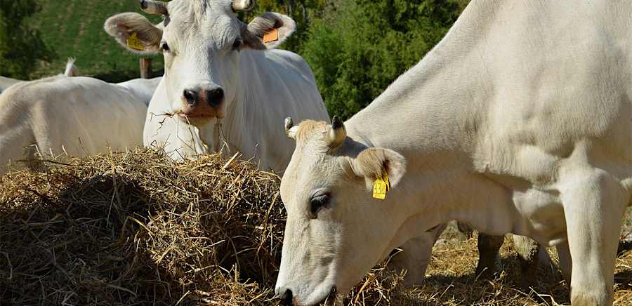 herobanner_SANTARITABIOCASEIFICIOSOCIALE1964_T19